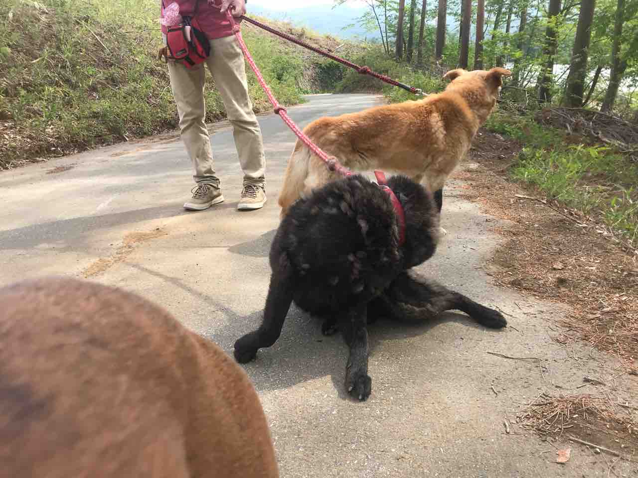 甲斐犬 進治郎 レトリバーmix バジル プロットハウンドmix ツルムラサキ Life Of Dog 一緒がいいね