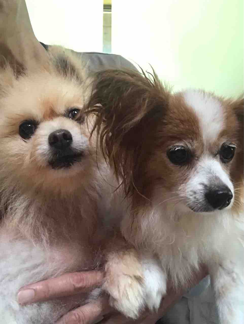 ポメラニアン カズノコ とパピヨン ニョッキ は仲良し でもない Life Of Dog 一緒がいいね ポメラニアン カズノコ とパピヨン ニョッキ は仲良し でもない Life Of Dog 一緒がいいね