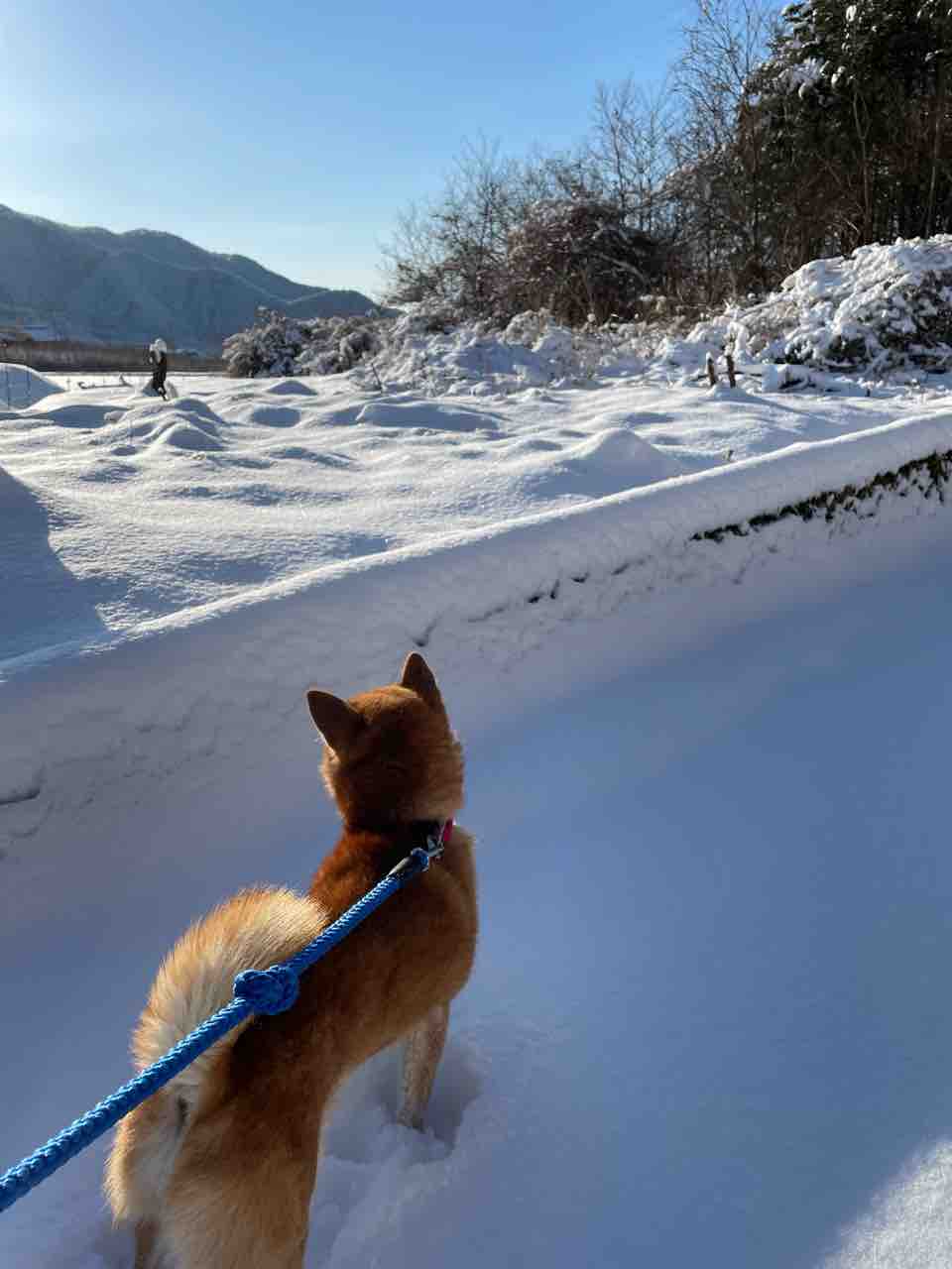 新雪を踏みたい保護柴犬ぜんざいクン Life Of Dog 一緒がいいね
