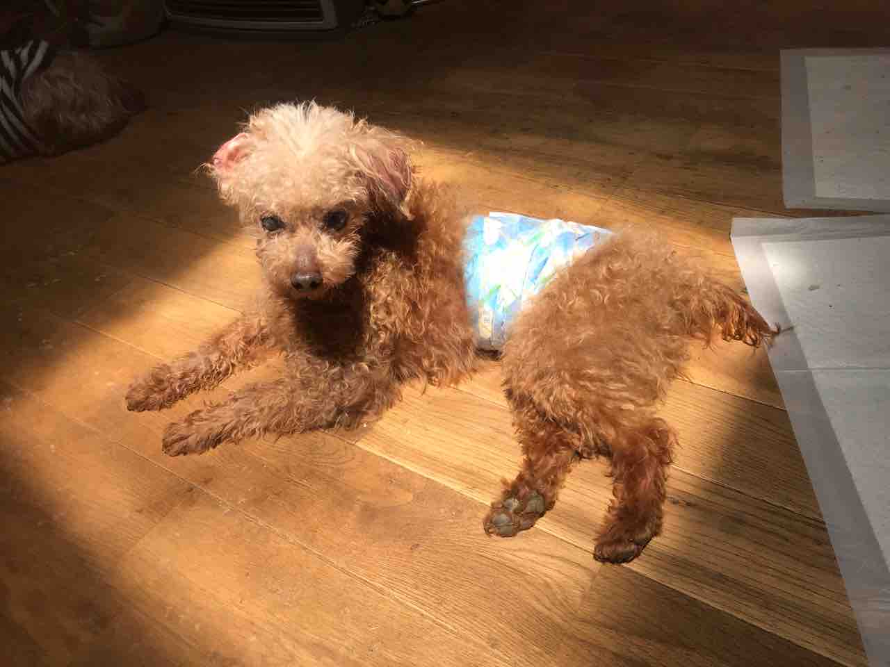 トイプードル スルメ くんをはじめ みんな天窓から差し込む光が大好き Life Of Dog 一緒がいいね トイプードル スルメ くんをはじめ みんな天窓から差し込む光が大好き Life Of Dog 一緒がいいね