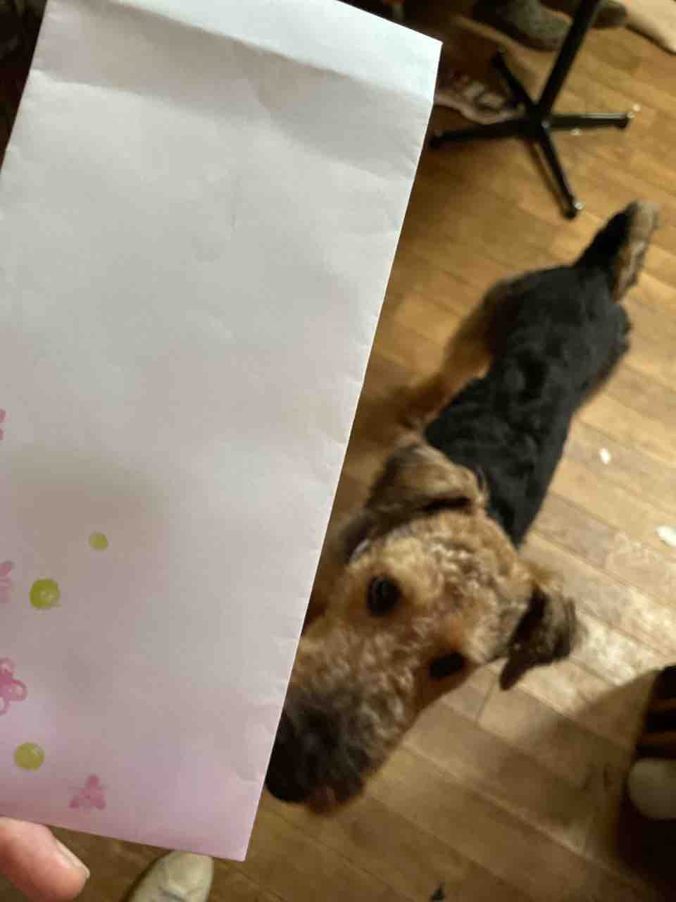 Life Of Dog 一緒がいいね