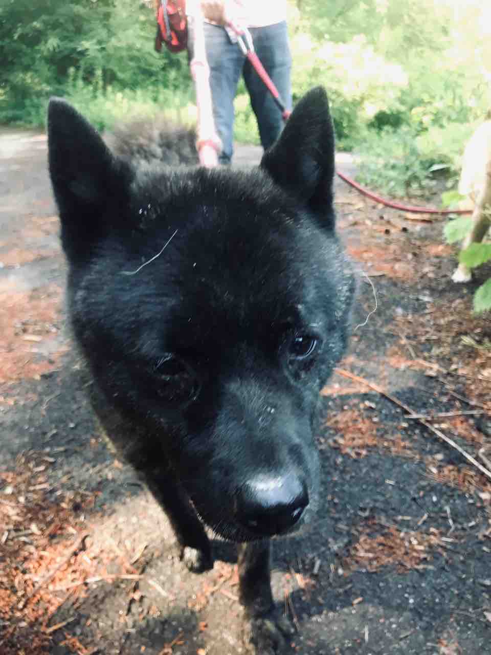 甲斐犬 進治郎 雨だろうが雪だろうが散歩に出かけます Life Of Dog 一緒がいいね 甲斐犬 進治郎 雨だろうが雪だろうが散歩に出かけます Life Of Dog 一緒がいいね
