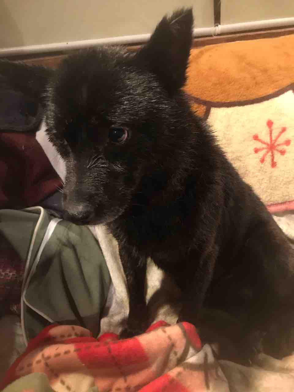 甲斐犬 麺麺 もしかして生まれて初のお風呂 Life Of Dog 一緒がいいね 甲斐犬 麺麺 もしかして生まれて初のお風呂 Life Of Dog 一緒がいいね