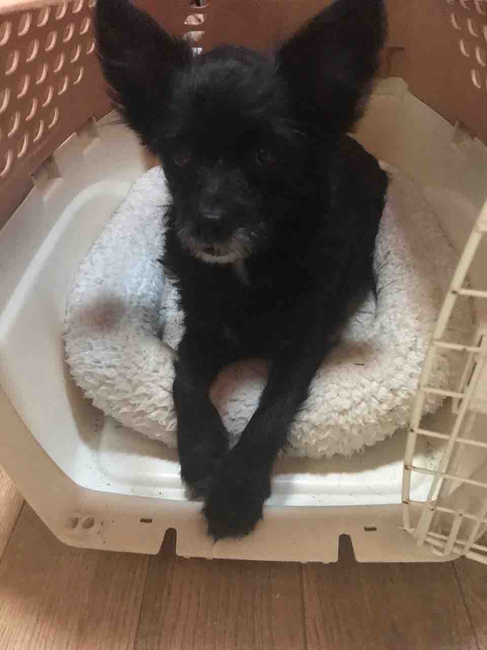 2回で終わりの外耳炎治療薬のオスルニア Life Of Dog 一緒がいいね 2回で終わりの外耳炎治療薬のオスルニア Life Of Dog 一緒がいいね