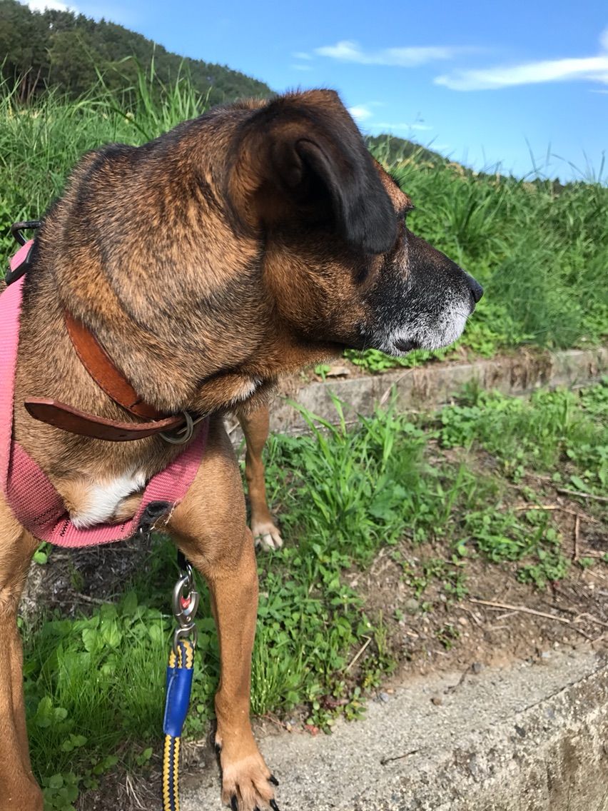 引きの強い子には引っ張り防止ハーネスも有効 Life Of Dog 一緒がいいね 引きの強い子には引っ張り防止ハーネスも有効 Life Of Dog 一緒がいいね
