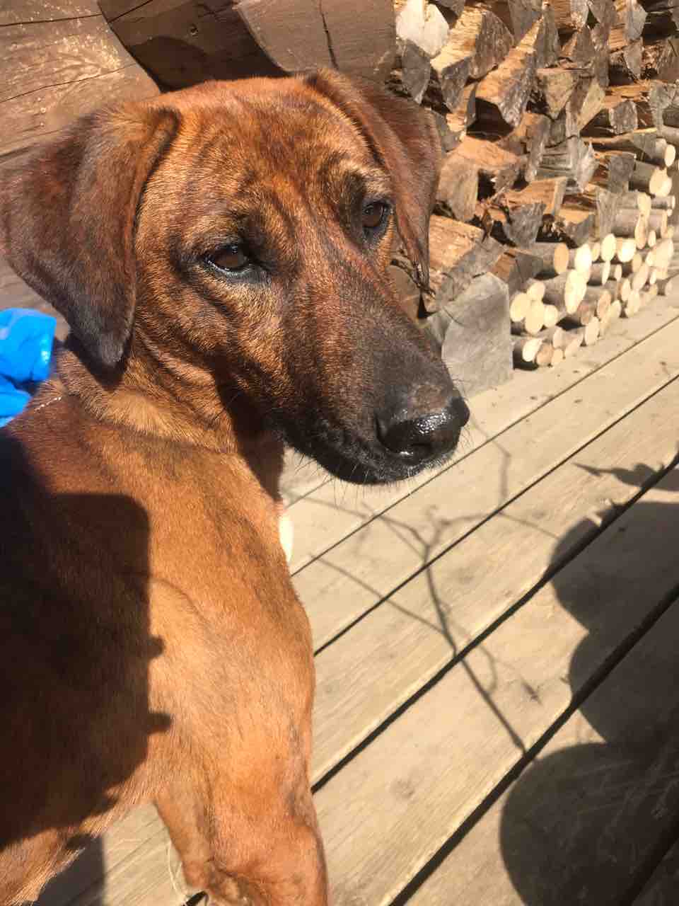 プロットハウンドmixツルを 犬ヲ助ケ隊 のパグちゃんに1泊 Life Of Dog 一緒がいいね プロットハウンドmixツルを 犬ヲ助ケ隊 のパグちゃんに1泊 Life Of Dog 一緒がいいね