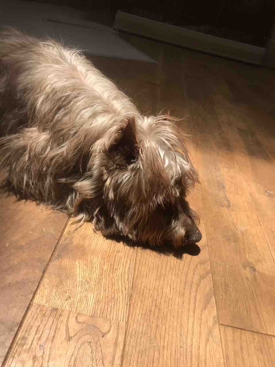 トイプードル スルメ くんをはじめ みんな天窓から差し込む光が大好き Life Of Dog 一緒がいいね トイプードル スルメ くんをはじめ みんな天窓から差し込む光が大好き Life Of Dog 一緒がいいね