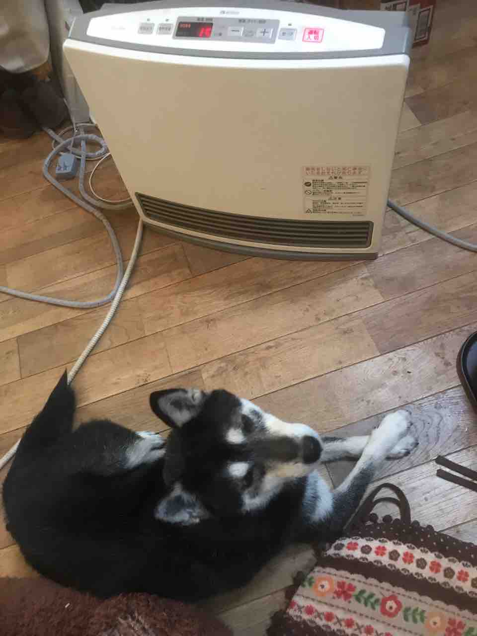 黒柴犬 ミカン は寒がり つーか 犬ってダブルコートの子以外はみんな寒がるよね Life Of Dog 一緒がいいね