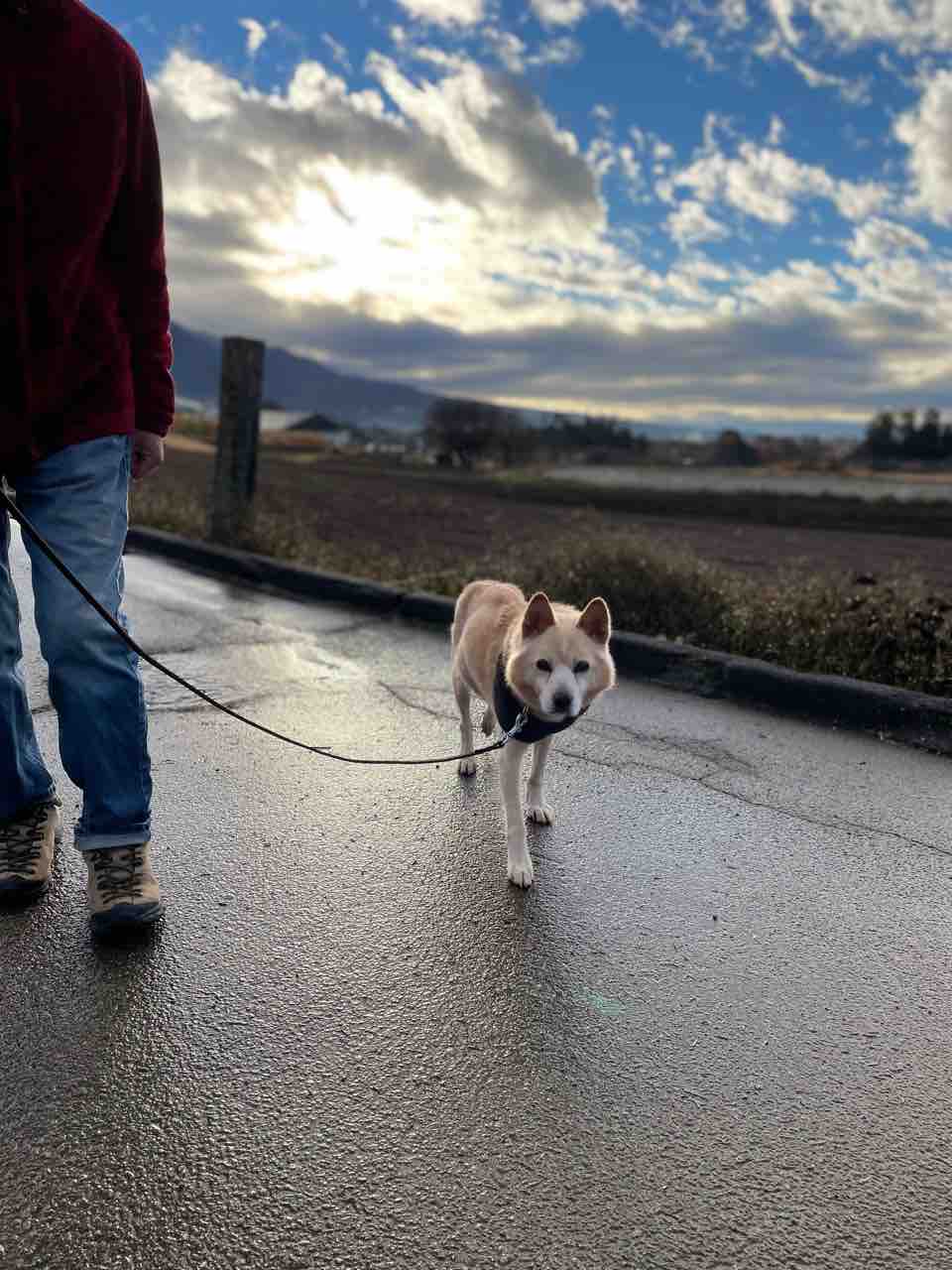 保護犬 ホタテ の最近 Life Of Dog 一緒がいいね 保護犬 ホタテ の最近 Life Of Dog 一緒がいいね