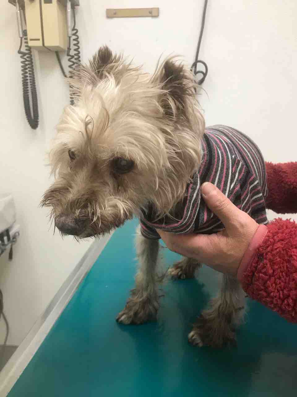 トイプードル スルメ の角膜炎と シュナウザー キンツバ の肝臓の数値の高さは一生モン Life Of Dog 一緒がいいね トイプードル スルメ の角膜炎と シュナウザー キンツバ の肝臓の数値の高さは一生モン Life Of Dog 一緒がいいね
