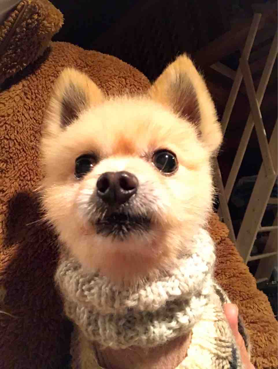カズノコ はトリミング ぐみ はシャンプー タニシ は爪切り Life Of Dog 一緒がいいね カズノコ はトリミング ぐみ はシャンプー タニシ は爪切り Life Of Dog 一緒がいいね