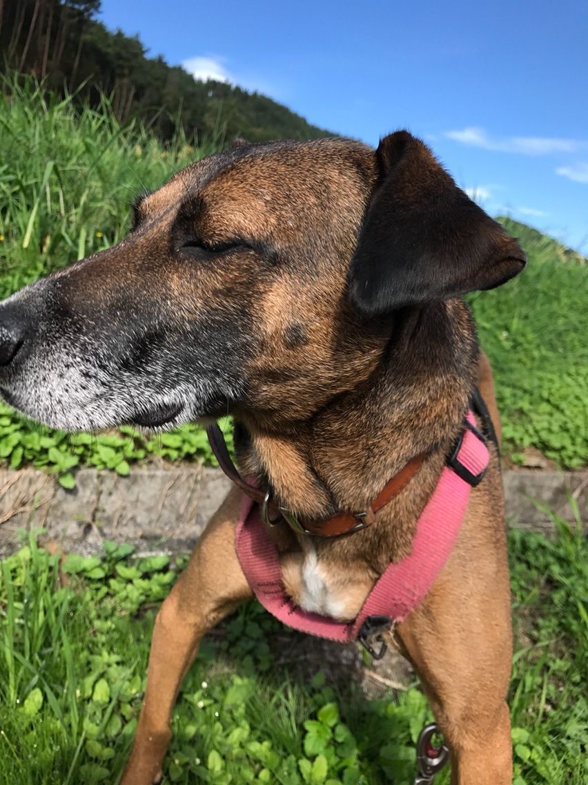 引きの強い子には引っ張り防止ハーネスも有効 Life Of Dog 一緒がいいね 引きの強い子には引っ張り防止ハーネスも有効 Life Of Dog 一緒がいいね