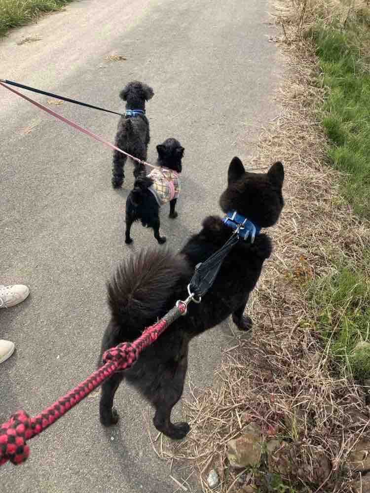 たまたまなんだけど 3匹とも黒い子たち 犬種もさまざま Life Of Dog 一緒がいいね たまたまなんだけど 3匹とも黒い子たち 犬種もさまざま Life Of Dog 一緒がいいね