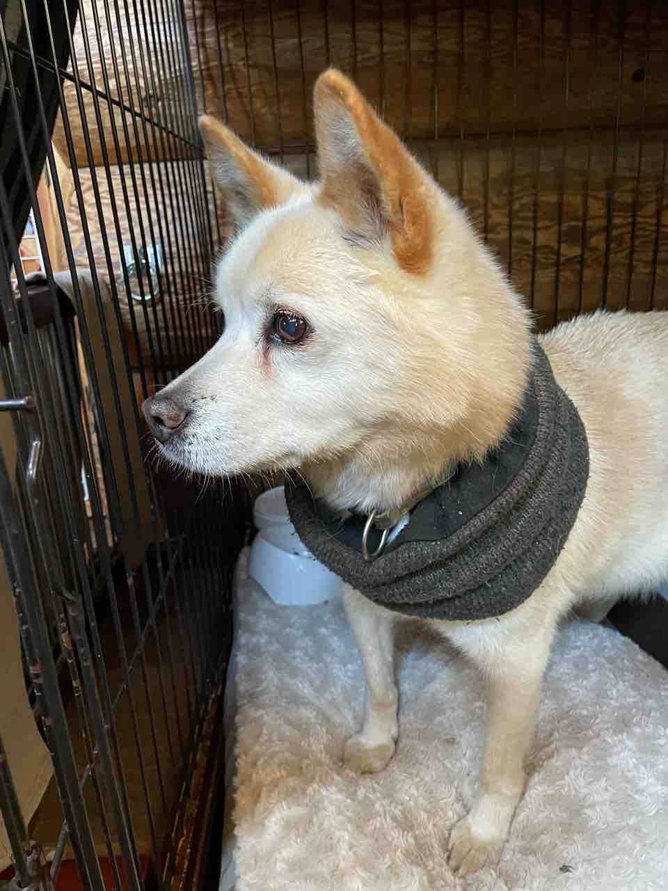 保護犬 ホタテ の最近 Life Of Dog 一緒がいいね 保護犬 ホタテ の最近 Life Of Dog 一緒がいいね