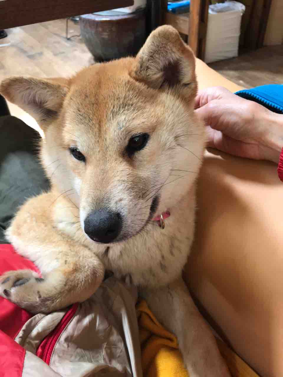 柴犬 ぺぺ ちゃんがカワイイというコト Life Of Dog 一緒がいいね 柴犬 ぺぺ ちゃんがカワイイというコト Life Of Dog 一緒がいいね