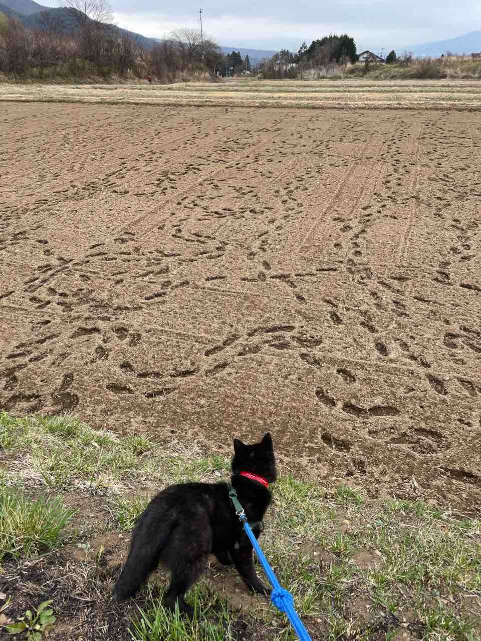 なんじゃこりゃーー甲斐犬子犬の驚愕 Life Of Dog 一緒がいいね なんじゃこりゃーー甲斐犬子犬の驚愕 Life Of Dog 一緒がいいね