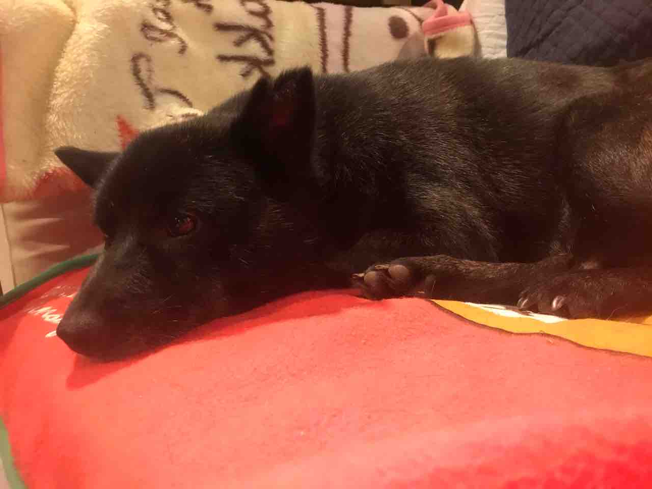 甲斐犬の麺麺はあまり動かない Life Of Dog 一緒がいいね 甲斐犬の麺麺はあまり動かない Life Of Dog 一緒がいいね