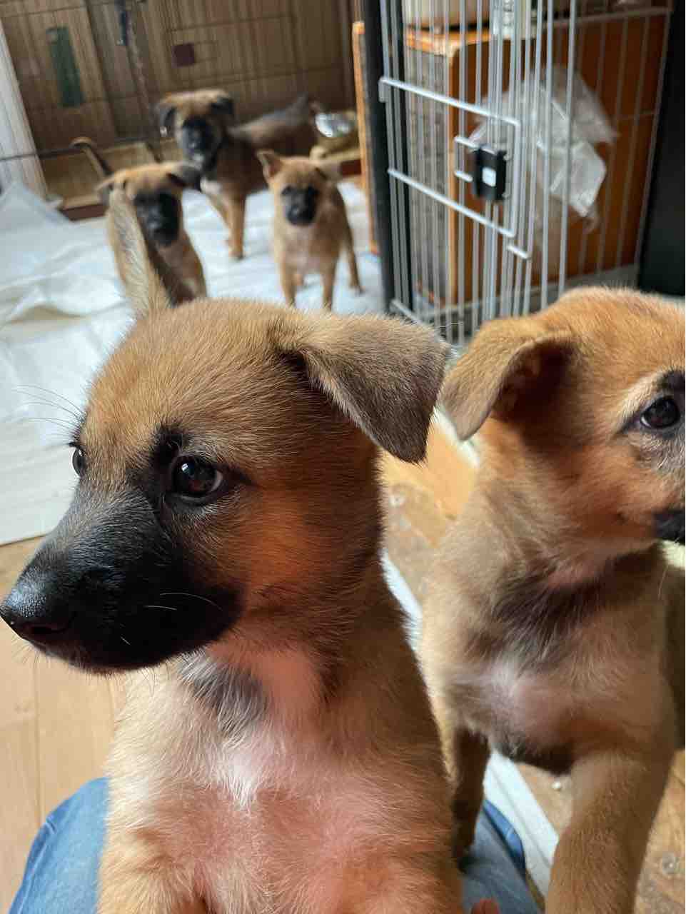 この辺りでは希少動物となった雑種の子犬 Life Of Dog 一緒がいいね この辺りでは希少動物となった雑種の子犬 Life Of Dog 一緒がいいね