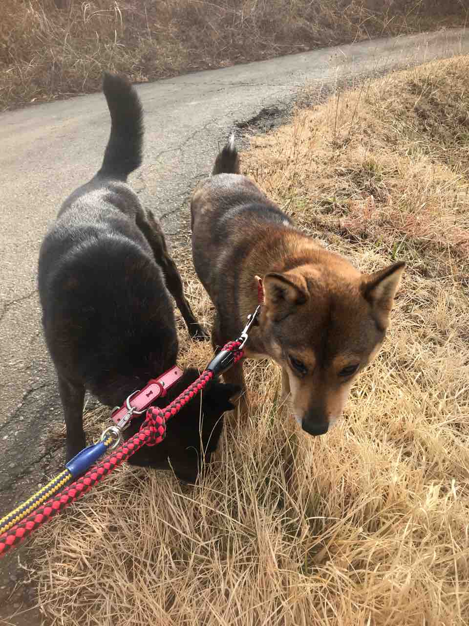 甲斐犬 麺 ちゃんと ザ 雑種 らっきょう ちゃん散歩 Life Of Dog 一緒がいいね