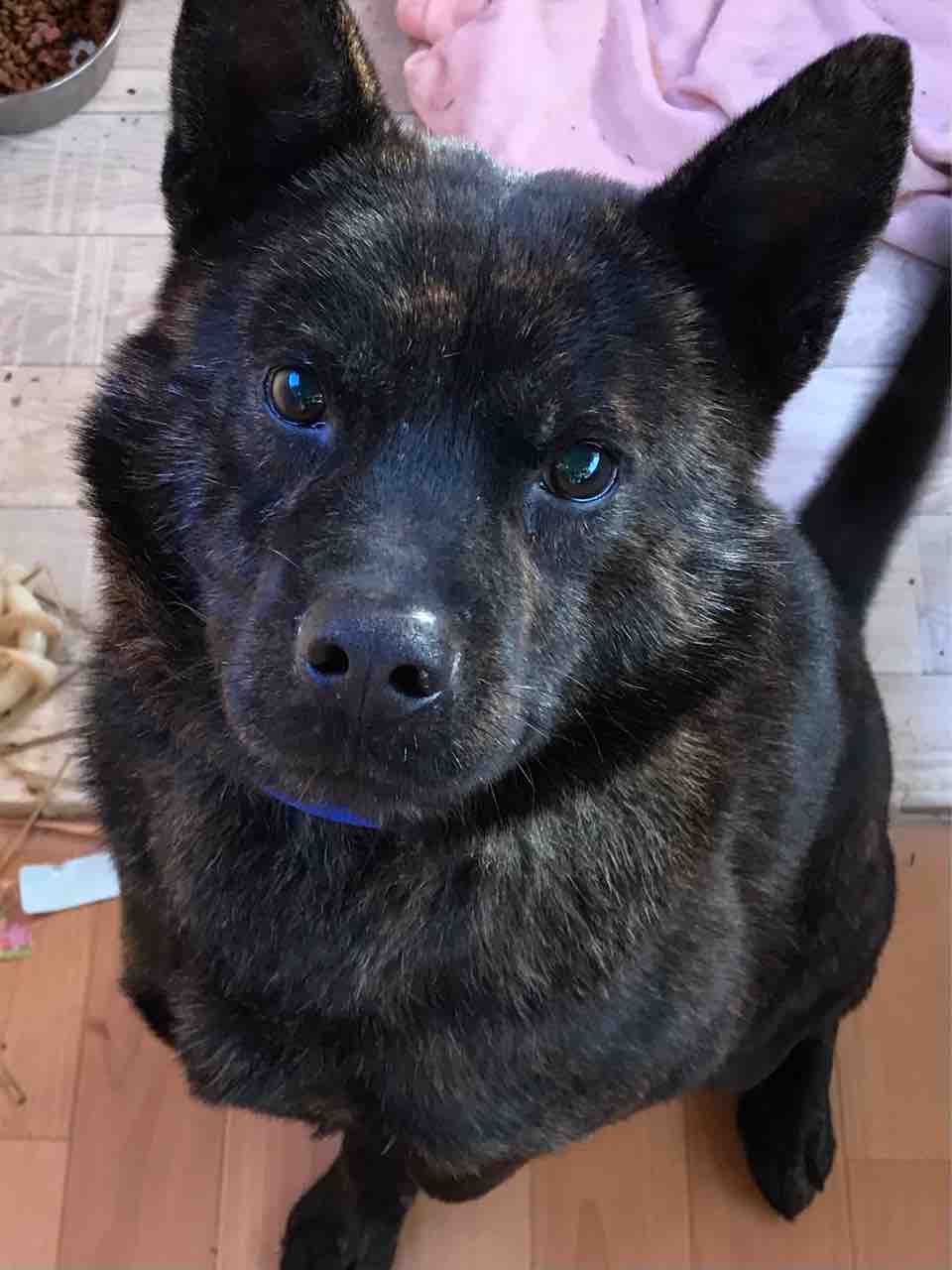 甲斐犬 でんでん くんがと ってもイイ子でカワイイ件 Life Of Dog 一緒がいいね 甲斐犬 でんでん くんがと ってもイイ子でカワイイ件 Life Of Dog 一緒がいいね