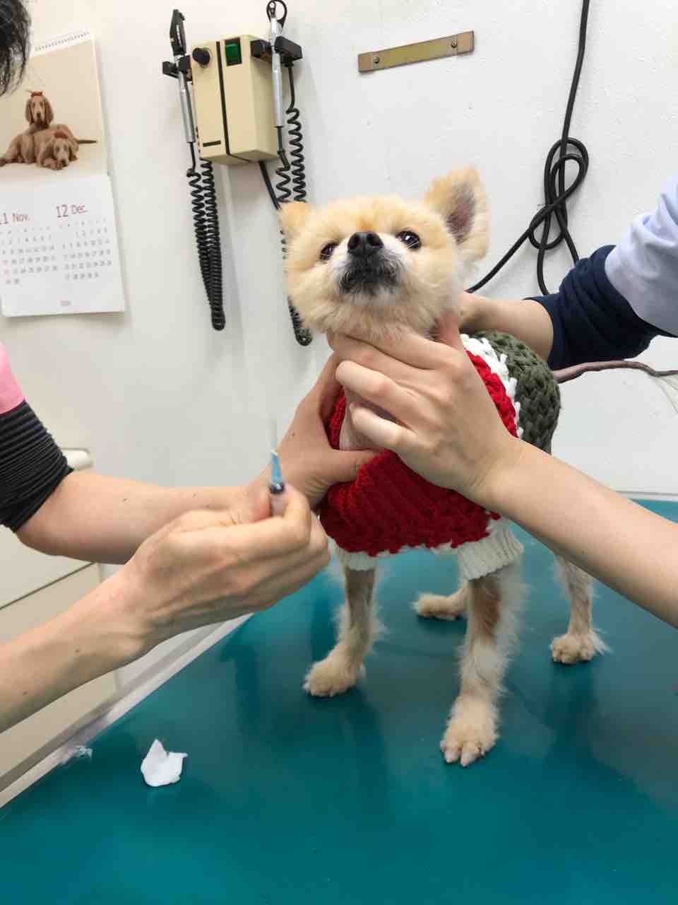 アロペシアxのポメラニアン カズノコ と食欲ゼロの柴犬 タニシ 病院へ Life Of Dog 一緒がいいね
