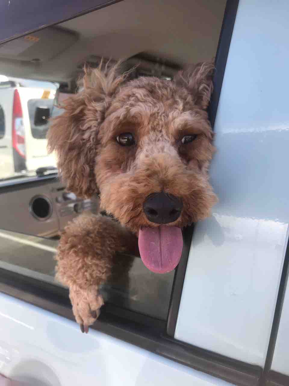 トイプードル マカロン 抜糸を済ませました 里親さん募集です Life Of Dog 一緒がいいね トイプードル マカロン 抜糸を済ませました 里親さん募集です Life Of Dog 一緒がいいね