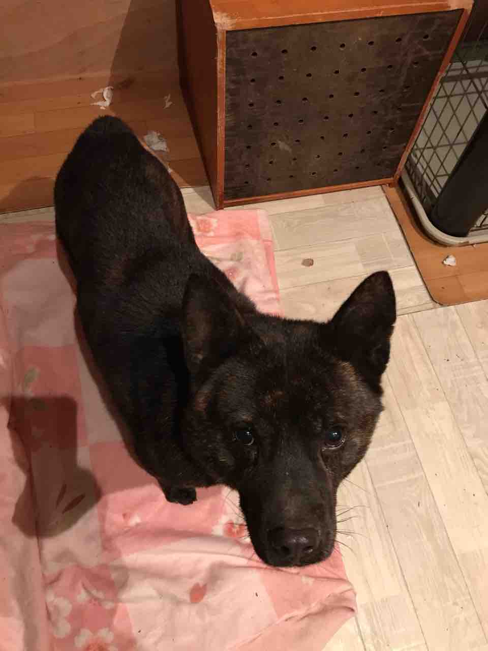 甲斐犬 でんでん 現る Life Of Dog 一緒がいいね 甲斐犬 でんでん 現る Life Of Dog 一緒がいいね