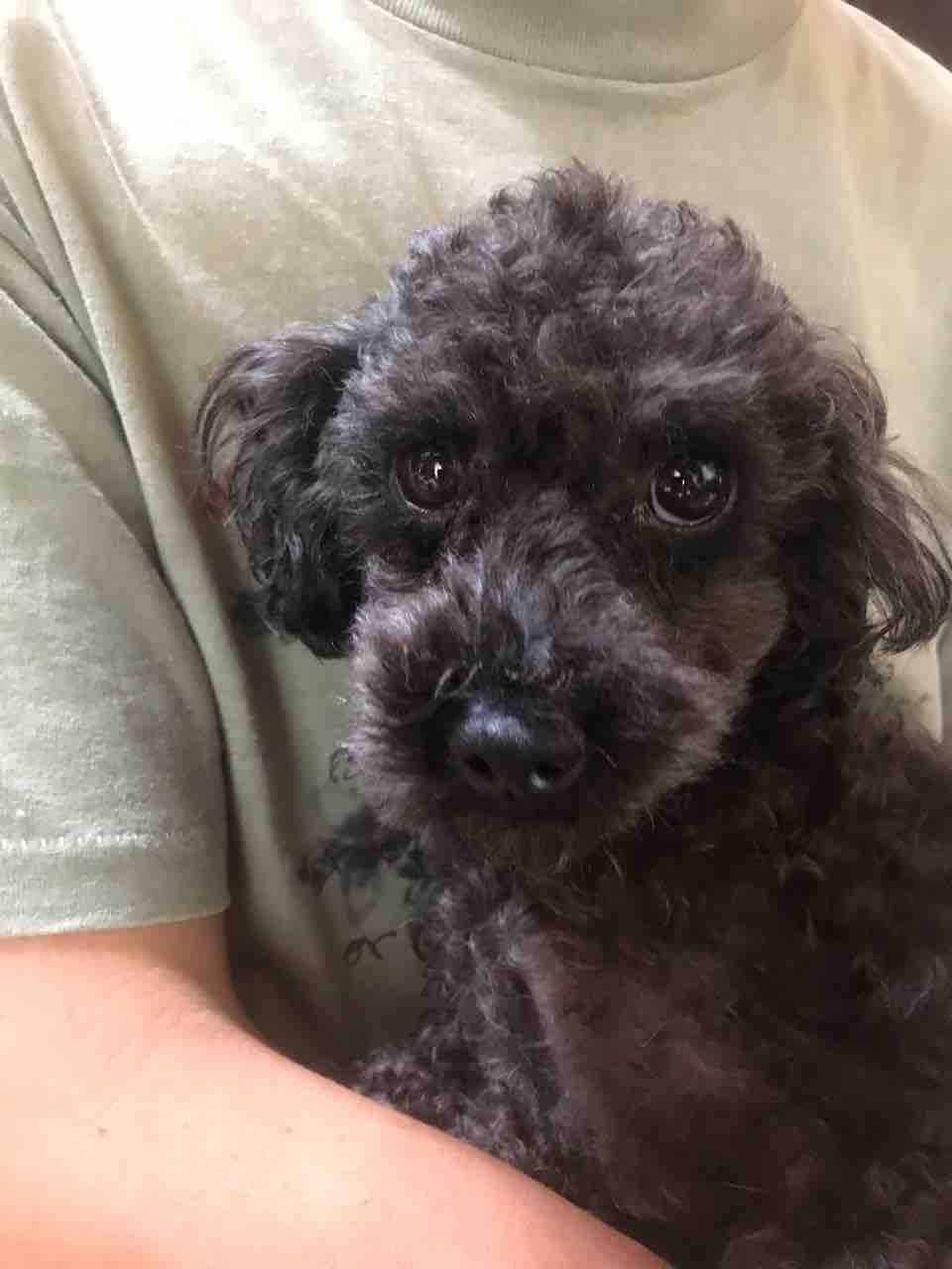 トイプードル ノリマキくん あんた 可愛すぎて ひつこ過ぎ 笑 Life Of Dog 一緒がいいね トイプードル ノリマキくん あんた 可愛すぎて ひつこ過ぎ 笑 Life Of Dog 一緒がいいね