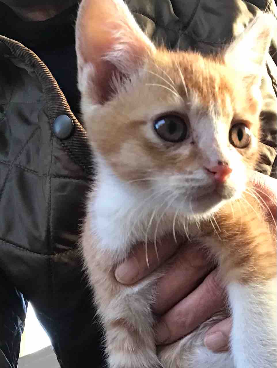 新入り 子猫です Life Of Dog 一緒がいいね