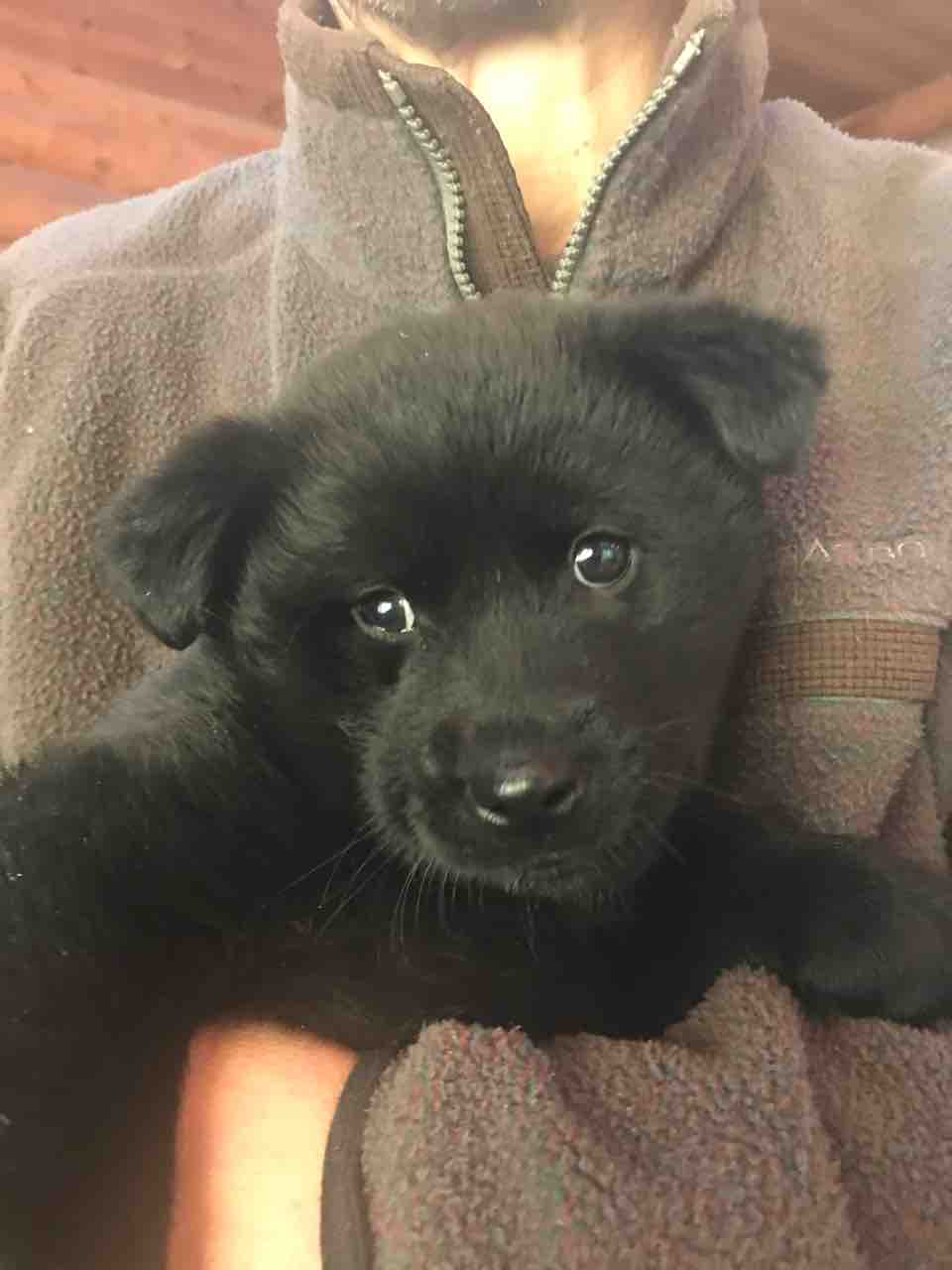 甲斐犬と超大型犬とのmix ナン くん Life Of Dog 一緒がいいね 甲斐犬と超大型犬とのmix ナン くん Life Of Dog 一緒がいいね