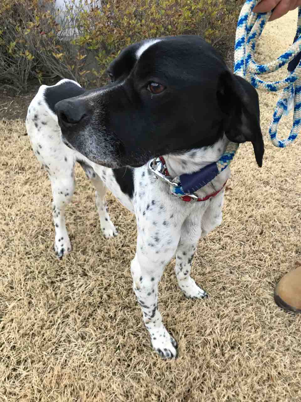 小さくて おとなしくて 従順ポインター Life Of Dog 一緒がいいね 小さくて おとなしくて 従順ポインター Life Of Dog 一緒がいいね