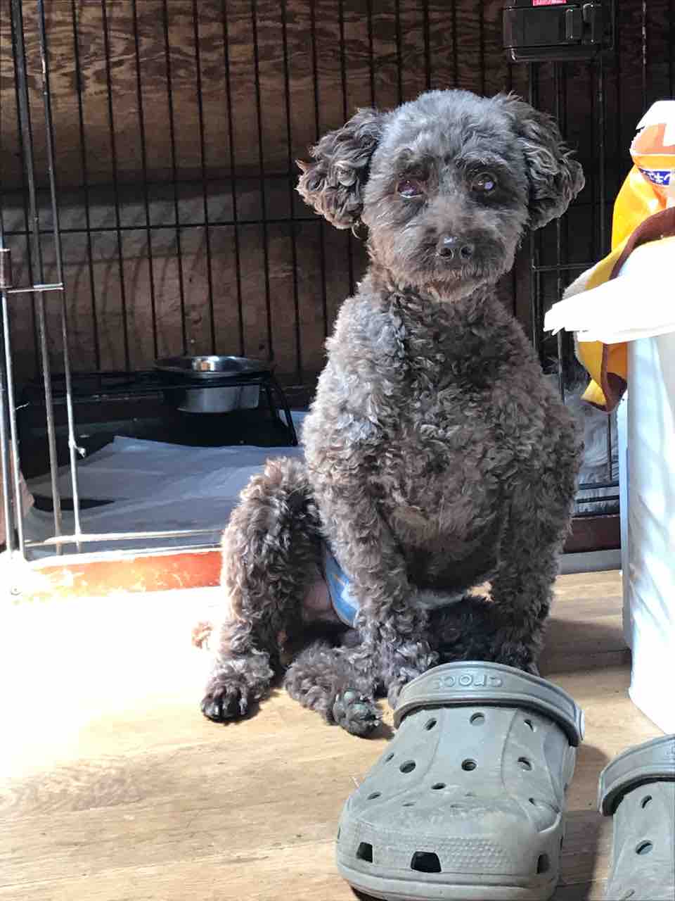 盲目のトイプードル ケジャン くん 人間か な座り方 笑笑 Life Of Dog 一緒がいいね