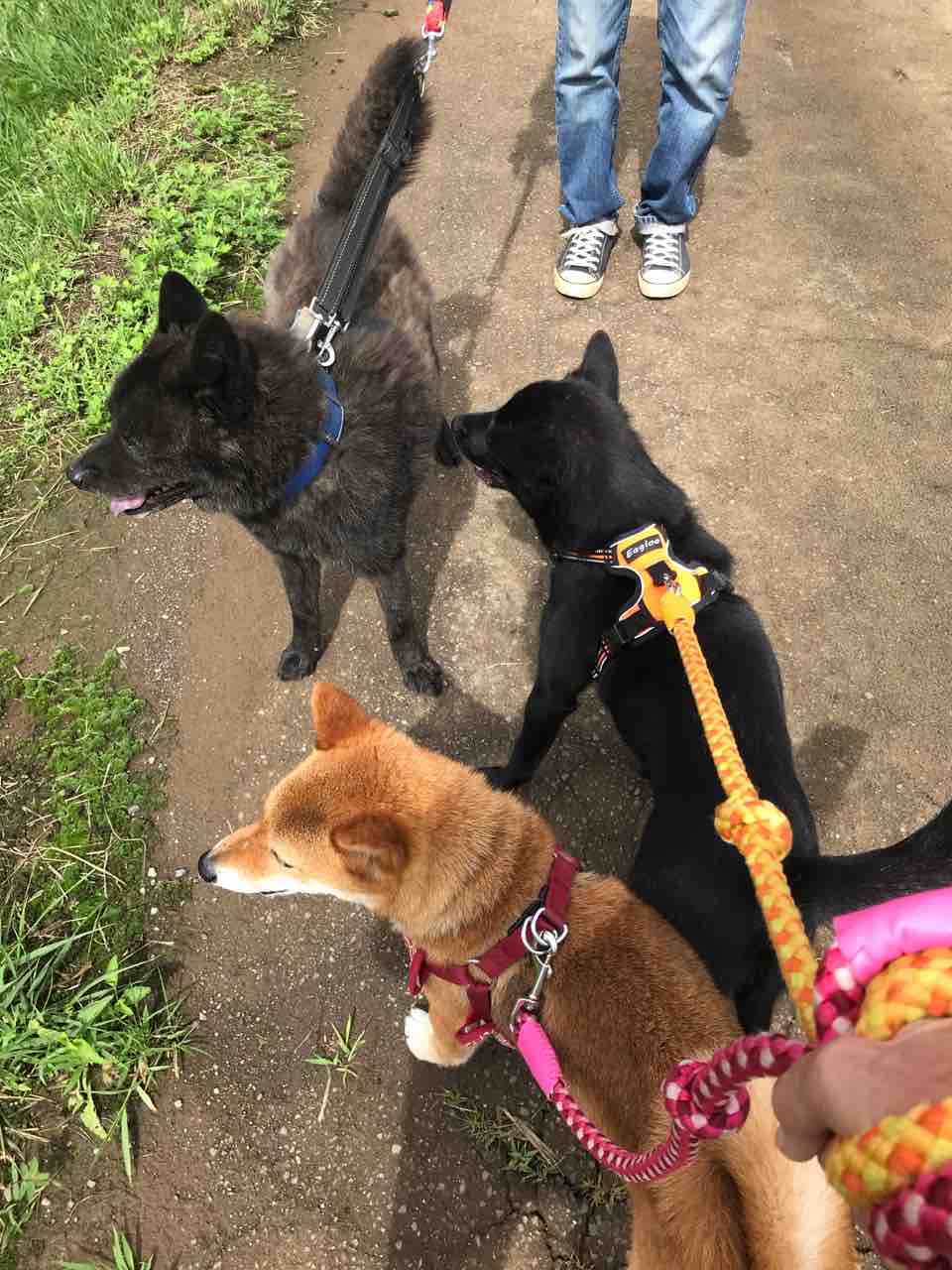 甲斐犬 シン ふくふく 柴犬 むーちー 散歩 Life Of Dog 一緒がいいね 甲斐犬 シン ふくふく 柴犬 むーちー 散歩 Life Of Dog 一緒がいいね