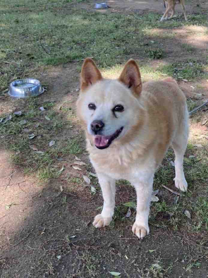 センターに最後まで残っていたホタテくん Life Of Dog 一緒がいいね