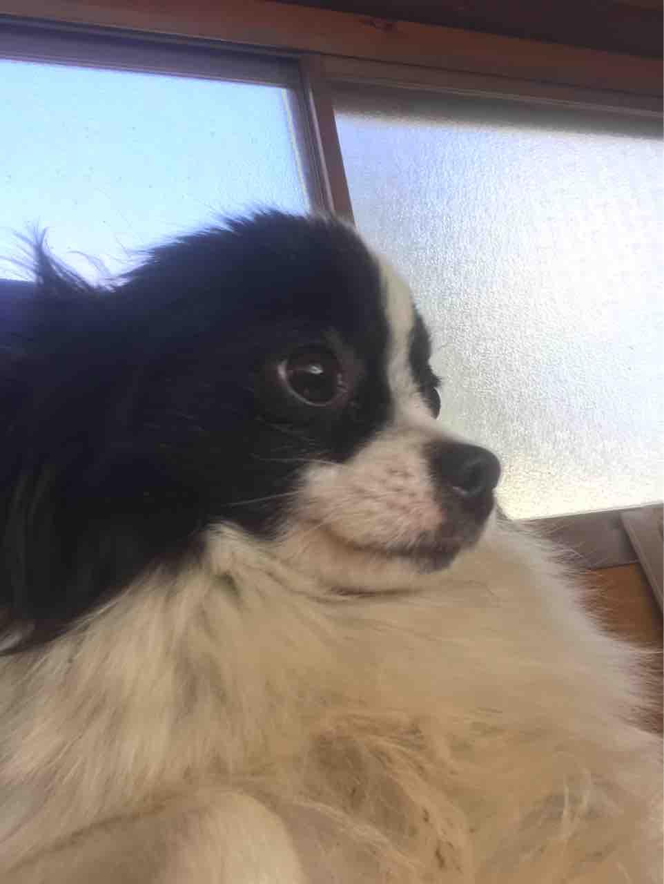パピヨン ポメラニアンでパピポメだって Life Of Dog 一緒がいいね パピヨン ポメラニアンでパピポメだって Life Of Dog 一緒がいいね