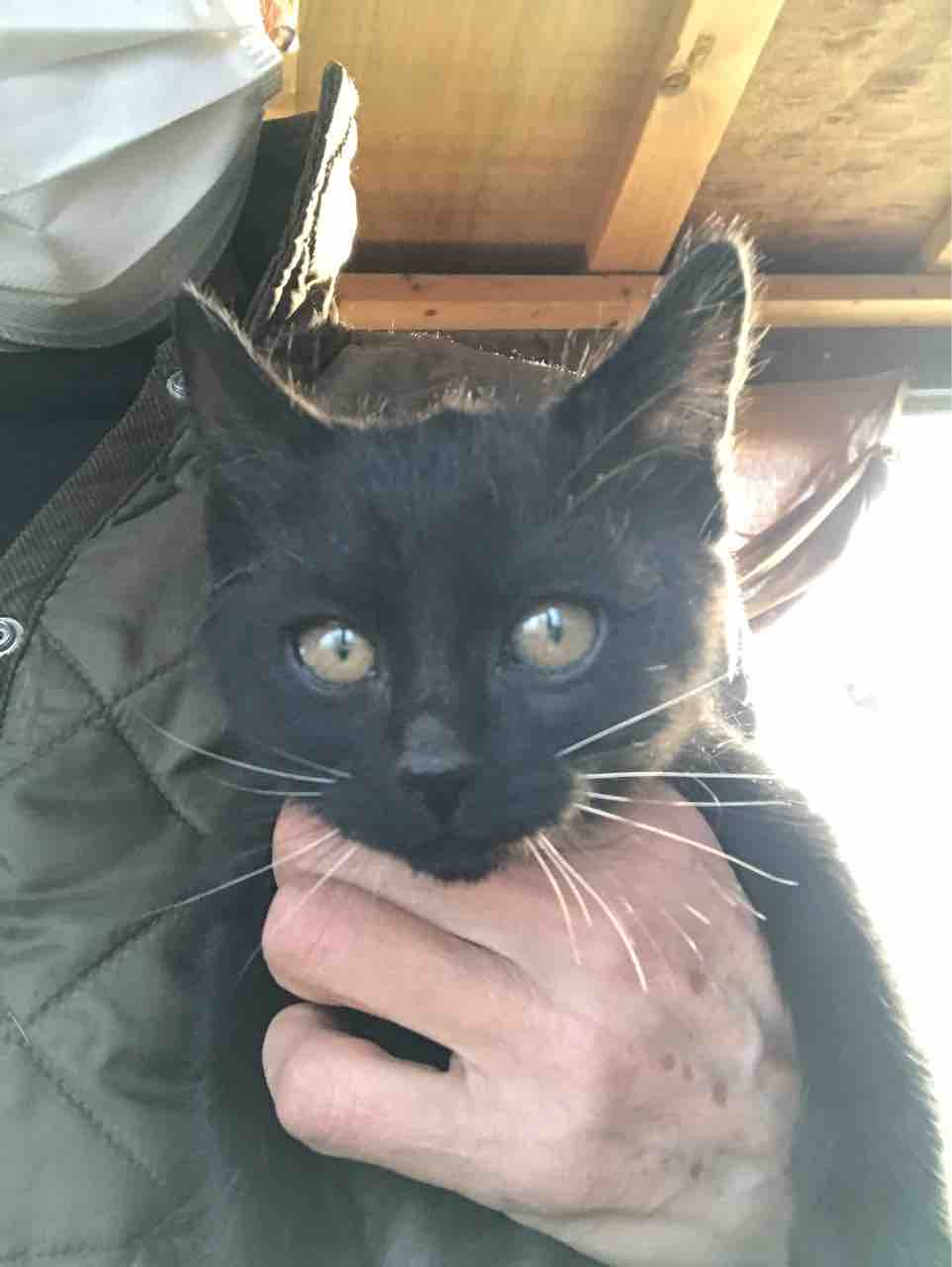 新入り 子猫です Life Of Dog 一緒がいいね