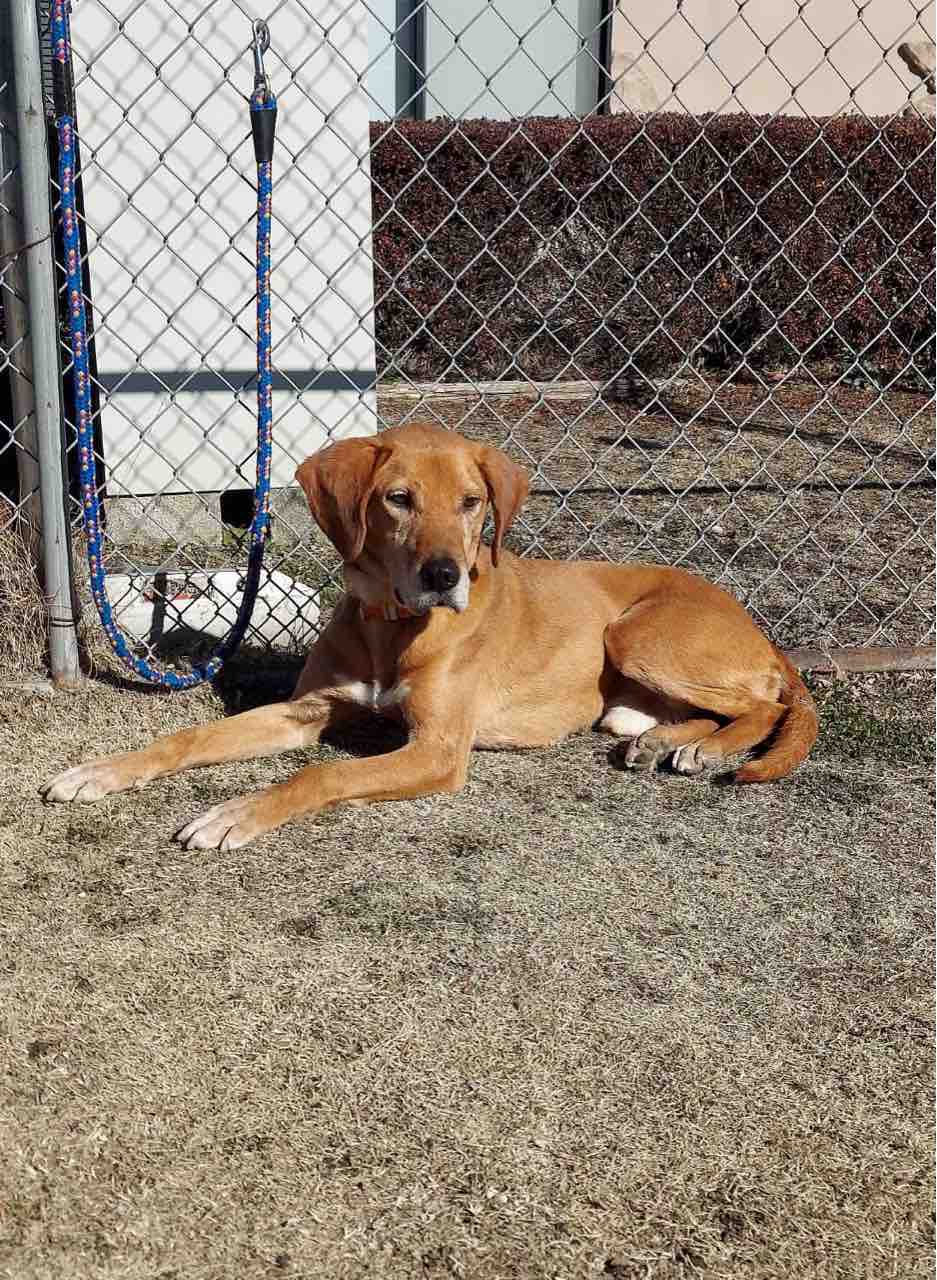 保護犬プロットmix メロン くん Life Of Dog 一緒がいいね
