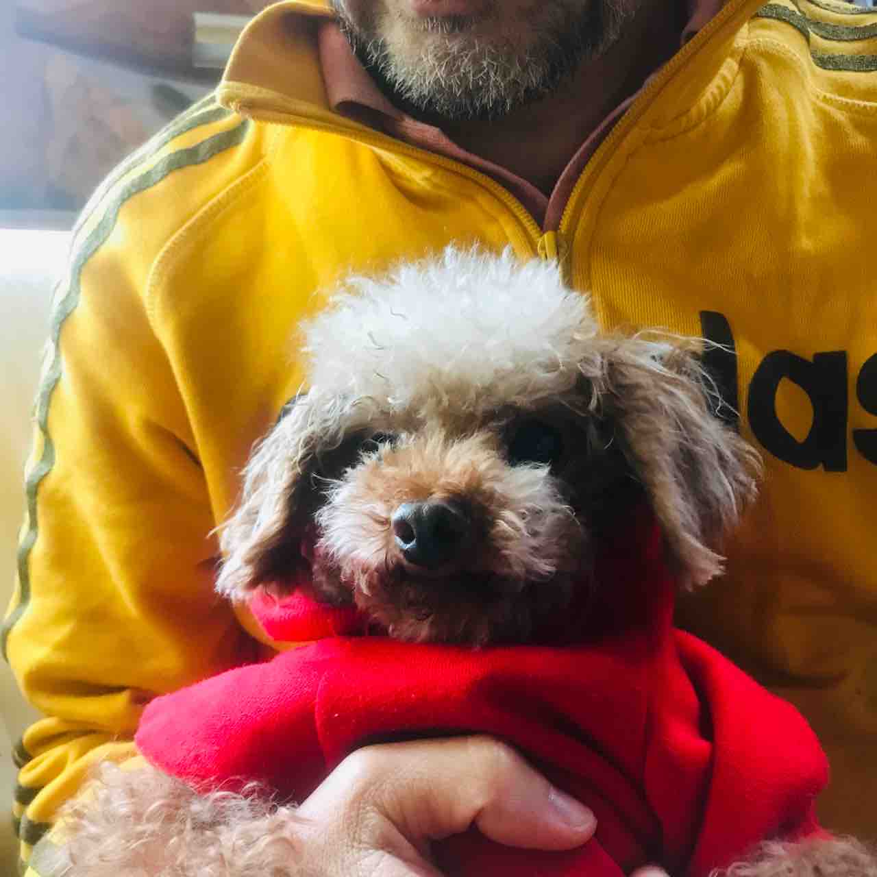 可愛すぎる保護犬トイプードル スルメくん Life Of Dog 一緒がいいね 可愛すぎる保護犬トイプードル スルメくん Life Of Dog 一緒がいいね