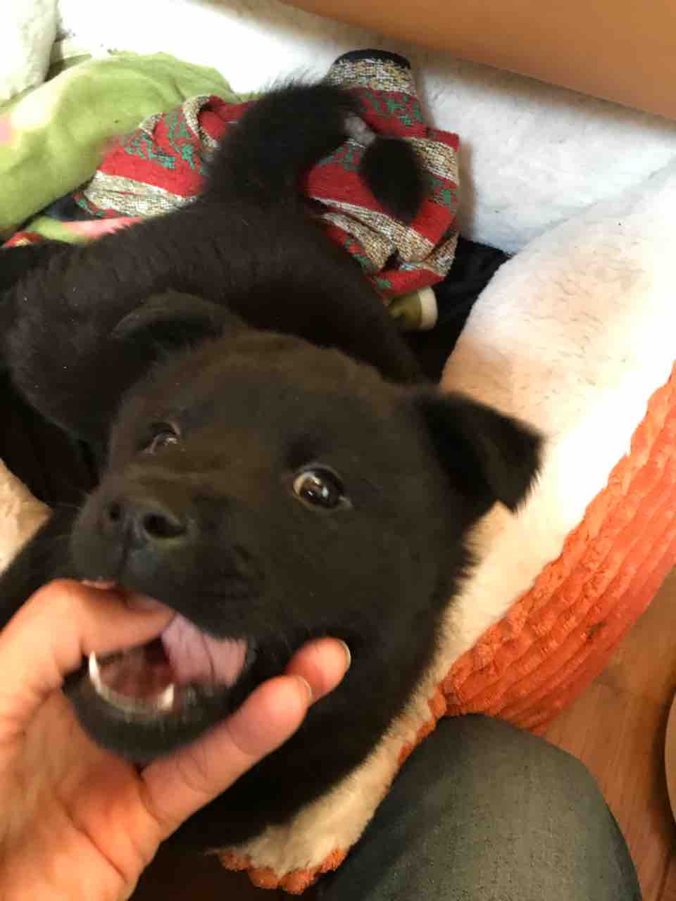 甲斐犬と超大型犬とのmix ナン くん Life Of Dog 一緒がいいね