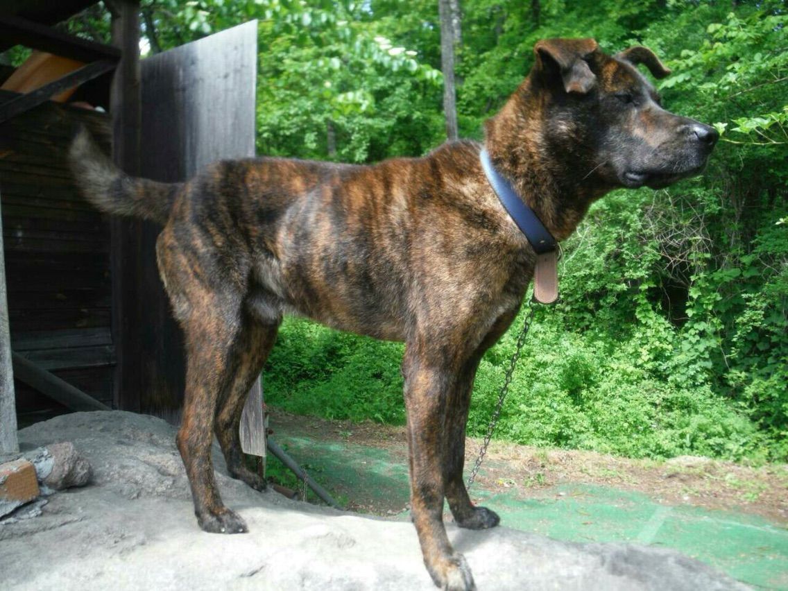 甲斐犬mix 3歳くらいの リン吾 くん 終了 Life Of Dog 一緒がいいね