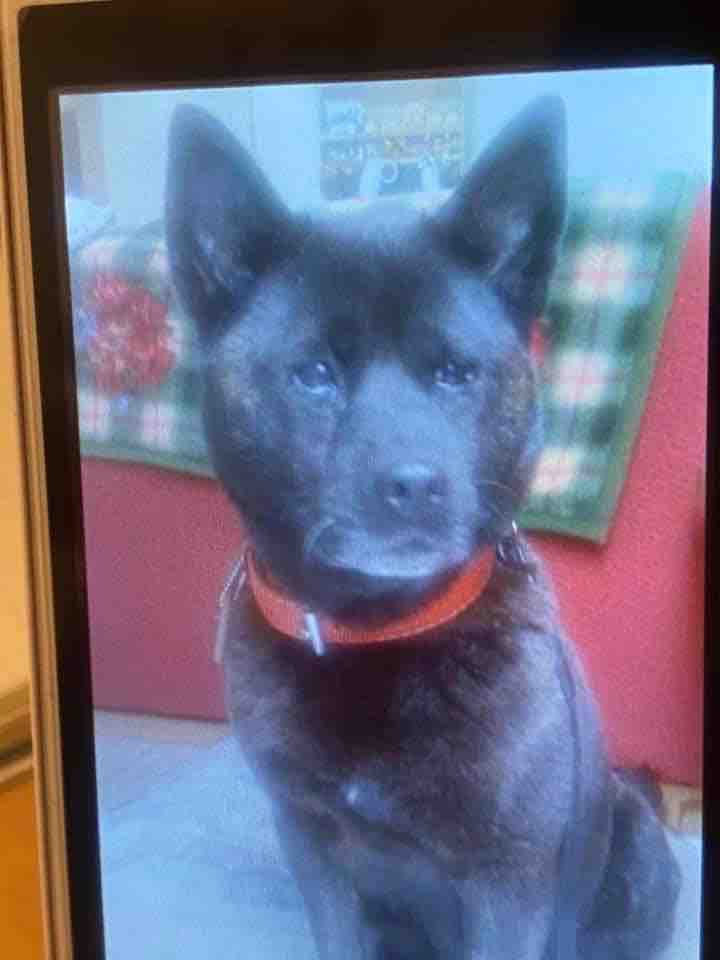 life of dog 一緒がいいね