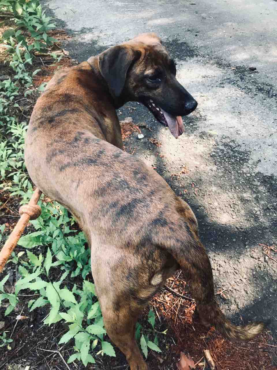 プロットハウンドmixツルを 犬ヲ助ケ隊 のパグちゃんに1泊 Life Of Dog 一緒がいいね プロットハウンドmixツルを 犬ヲ助ケ隊 のパグちゃんに1泊 Life Of Dog 一緒がいいね