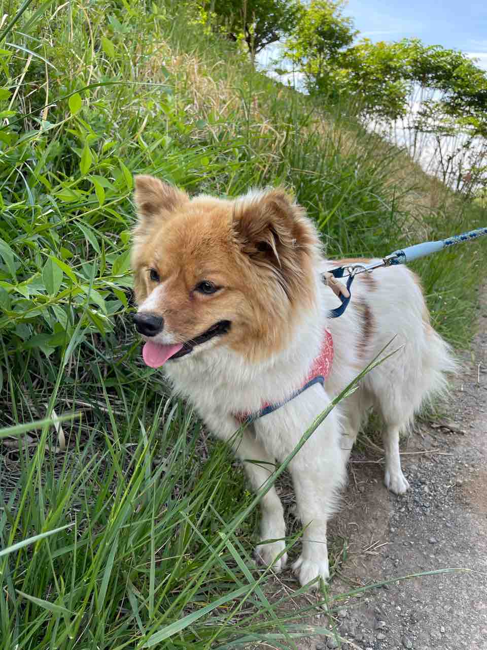 保護犬 寧々 ねね の次は 野々 のの Life Of Dog 一緒がいいね
