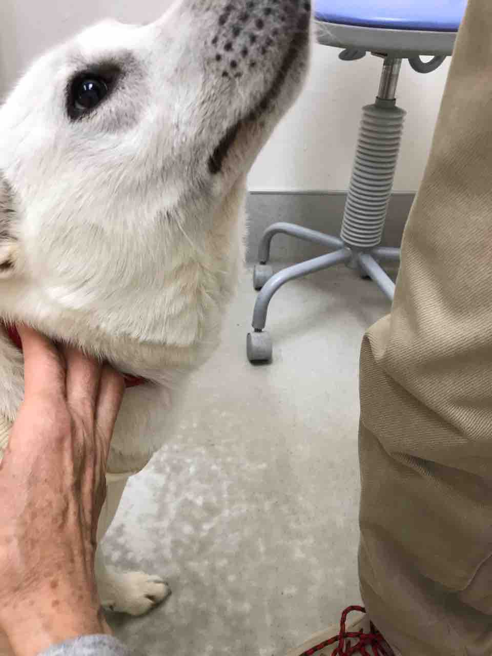犬の ネコ 根昆布 ちゃん無事退院 Life Of Dog 一緒がいいね