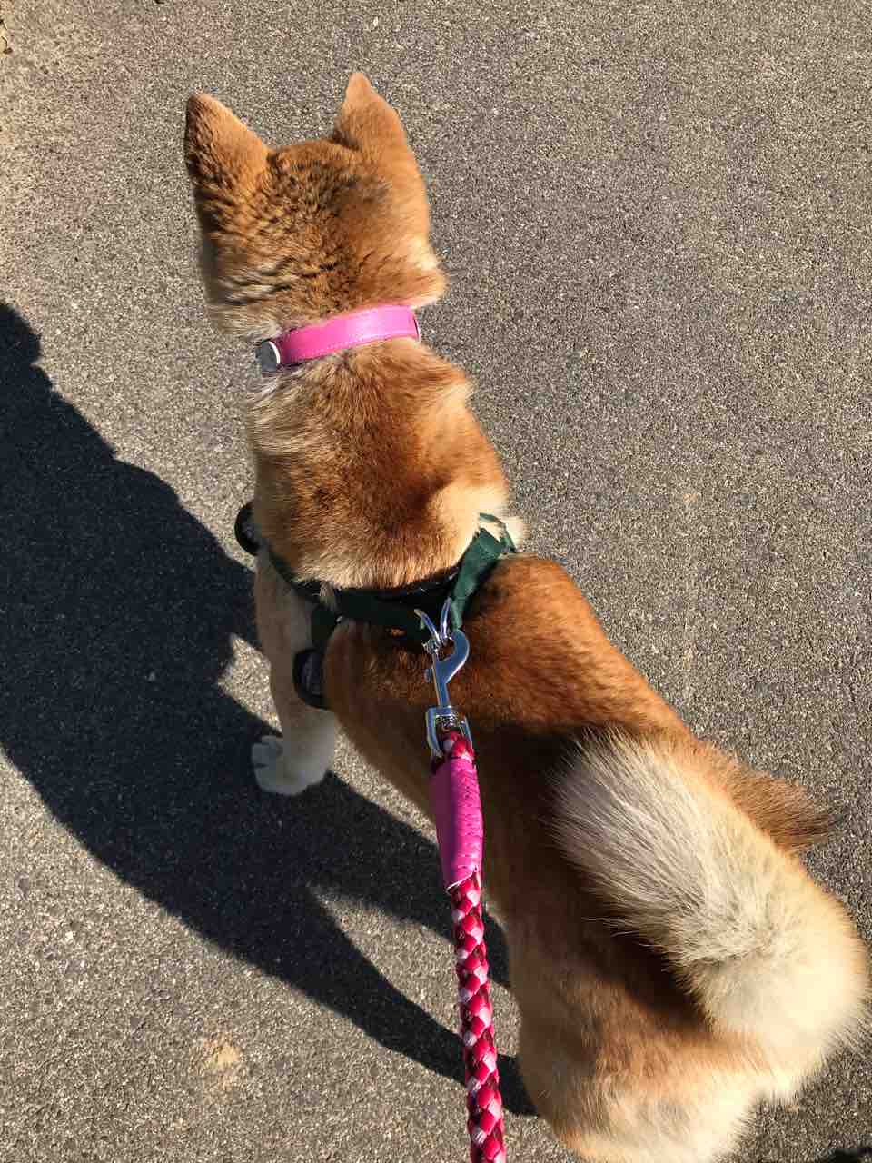 甲斐犬オレンジ 柴犬ピンク Life Of Dog 一緒がいいね