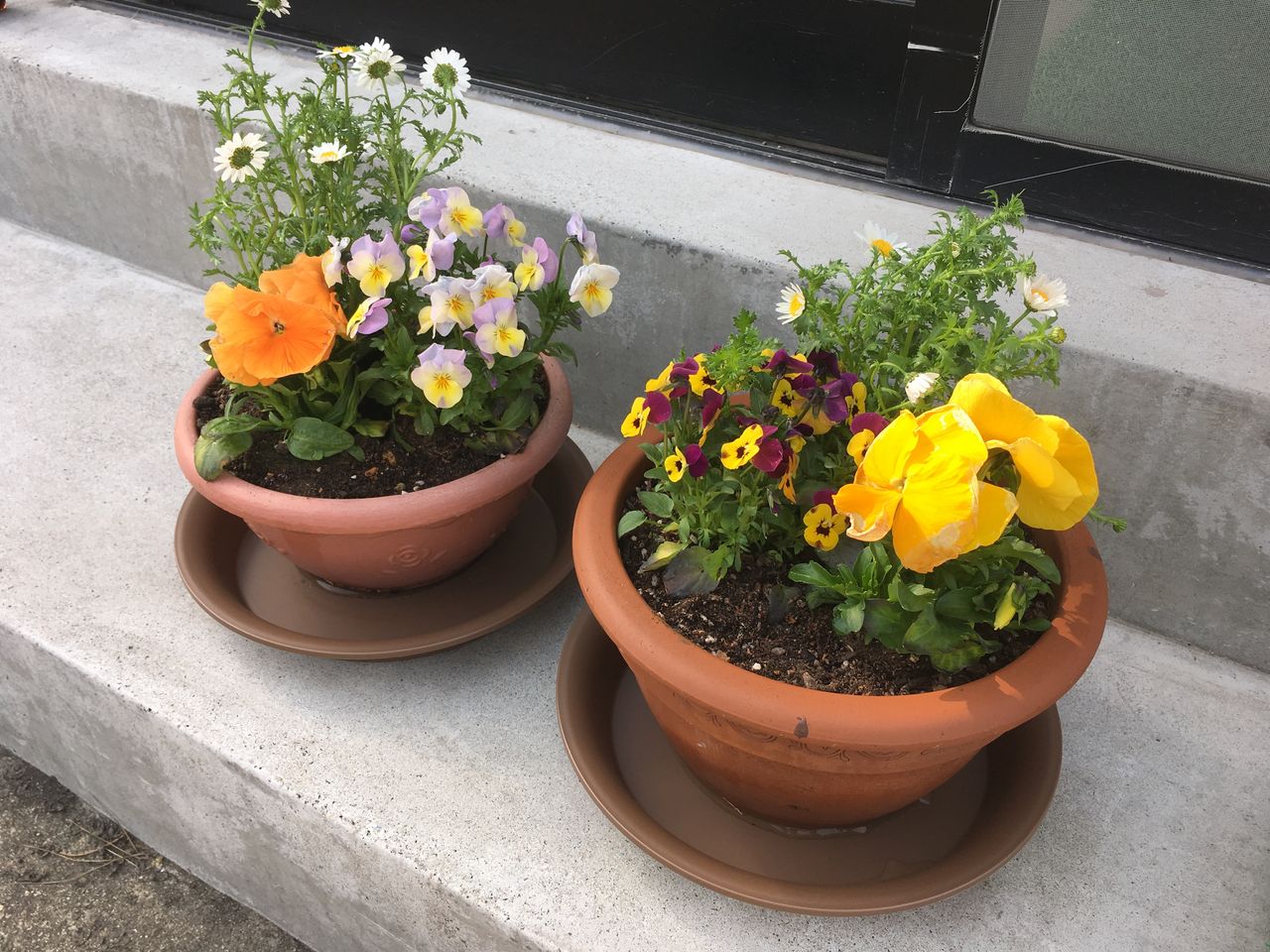 寄せて植えて むふふの日々