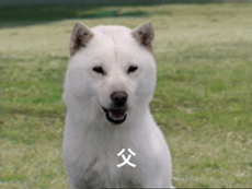 愉快なソフトバンク犬 の巻 タッド星谷の雑記帳