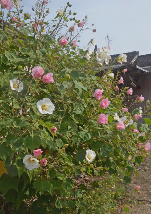 酔芙蓉24.10.25DSC_5820