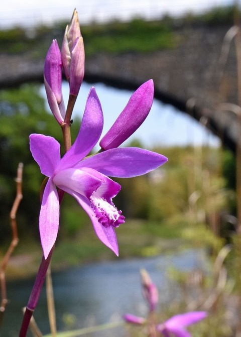 s64-6シラン23.5.1DSC_0177