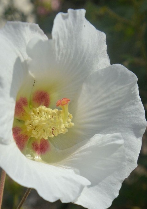 s酔芙蓉24.10.25DSC_5820